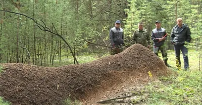 Лесной муравейник на фото - новая коллекция изображений