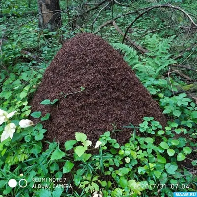 Фотк муравейника в лесу в хорошем качестве