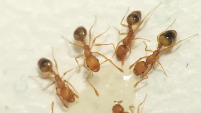 Фото муравьев дома: выберите размер и формат для скачивания