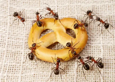 Фото муравьев дома: интересные фотографии