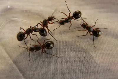 Фото муравьев дома: разнообразие фотографий в Full HD разрешении