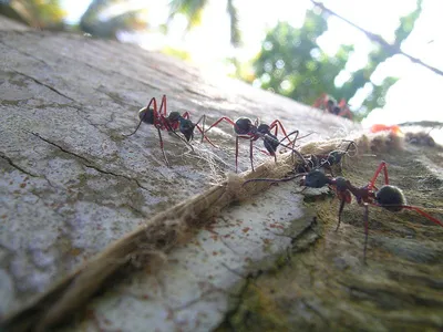 Фото муравьев в их естественной среде обитания