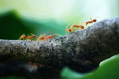 Уникальные кадры муравьев в их ежедневной жизни