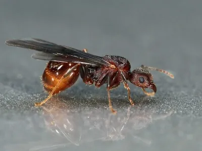 Фото муравьев с крыльями в HD качестве: скачать бесплатно