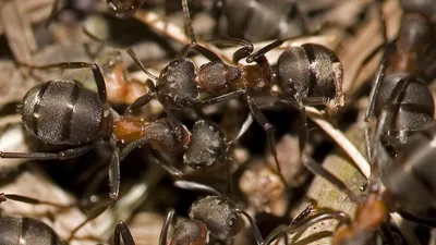 Фотографии муравьев с крыльями 2024 года в HD