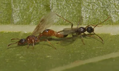 Фото муравьев с крыльями в 4K качестве