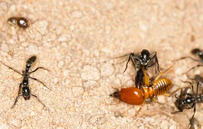 Фото муравьев и термитов в HD качестве