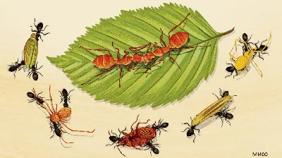 Фото муравьев и термитов с высоким разрешением