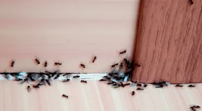 Фотографии муравьев: жизнь внутри стен