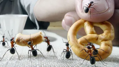 Фотоотчет: муравьи внутри дома