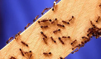Увлекательный мир муравьев: фотографии в квартире