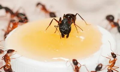 Загадочные жители: фотографии муравьев в квартире