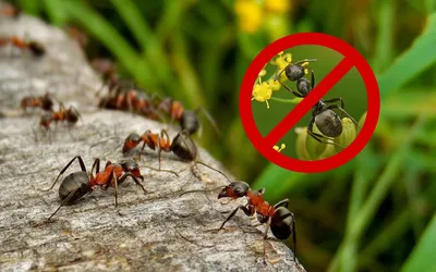 Интересные фото: муравьи в домашней обстановке