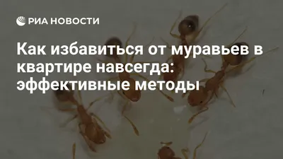 Фотографии муравьев в квартире: удивительные кадры