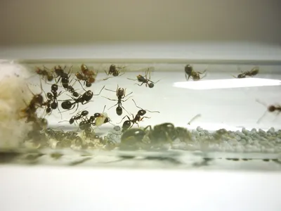 Фотографии муравьев-жнецов: уникальные моменты