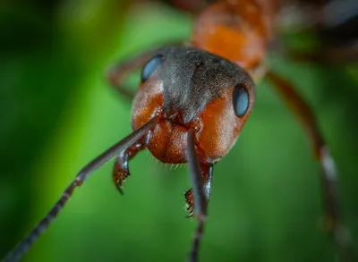 Фото муравья: скачать бесплатно в формате PNG