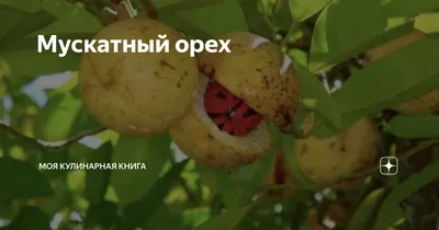 Скачать бесплатно фото мускатного ореха дерева в хорошем качестве