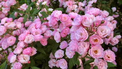 Благоухающие розы: фотография в png формате