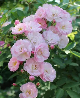 Очаровательные мускусные розы: картинка в webp формате
