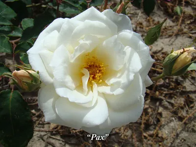 Впечатляющие изображения мускусных роз: фото в png