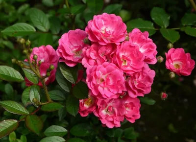 Изысканные мускусные розы: фотография в webp