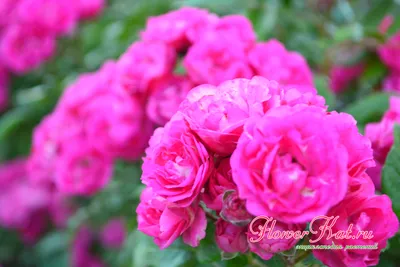 Прекрасные мускусные розы: картинка в png формате