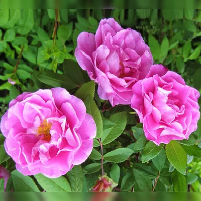Качественные мускусные розы: фотография в webp