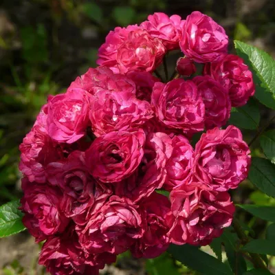 Фантастические фотки мускусных роз: изображение в jpg формате