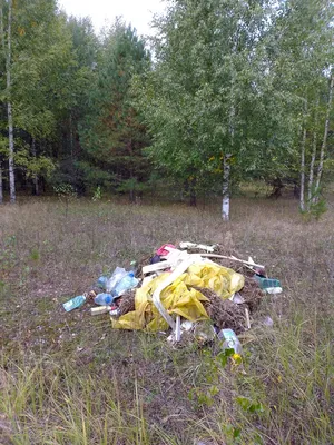 Фото на айфон с экологической тематикой: преображение экосознания через качественные изображения