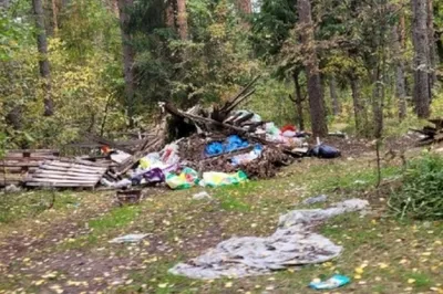 Графическое изображение леса в глубоких тонах