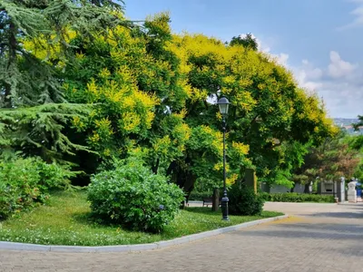 Мыльное дерево фотографии