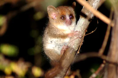 Мышиные лемуры в природе: Скачивайте красивые фотографии бесплатно