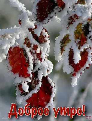 Фотографии зимы: украсьте свой профиль красивой картинкой.