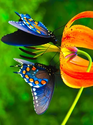 На аву бабочки фотографии