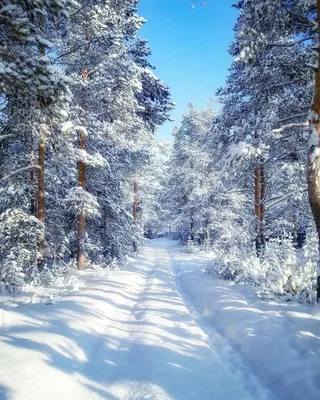 Изысканный зимний стиль: выберите размер и формат для вашей фотографии На аву природа зима