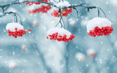 Студия зимнего настроения: фотографии На аву природа зима в разных форматах