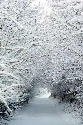 Зимнее вдохновение: загрузите свою фотографию На аву природа зима в предпочитаемом формате