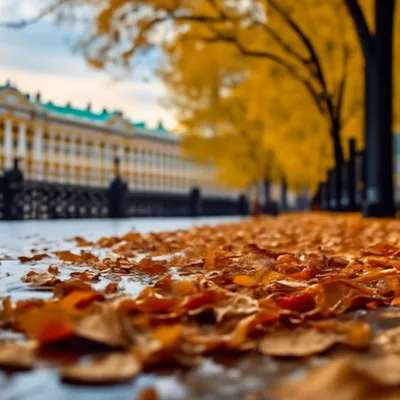 Изумительные формы дерева в Санкт-Петербурге