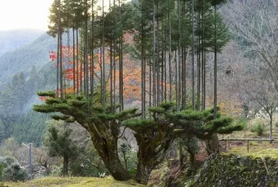 Впечатляющие фотографии деревьев в формате JPG для скачивания