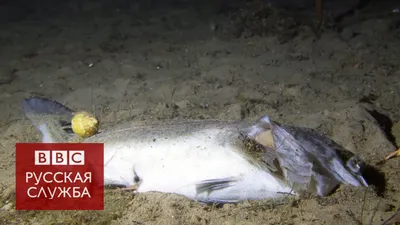 Фотки на андроид с морскими звездами: Звездное небо под водой