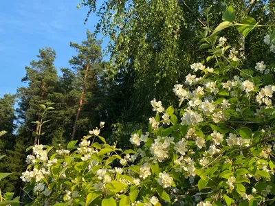 Лесные мотивы на вашем столе: скачивайте бесплатно