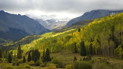 Картинки природы с лесом