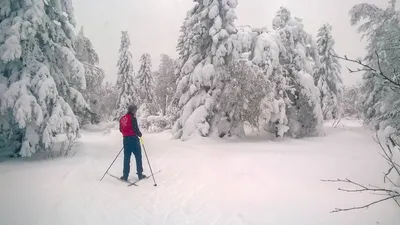 Погружение в зимний лес на лыжах: захватывающие фотографии