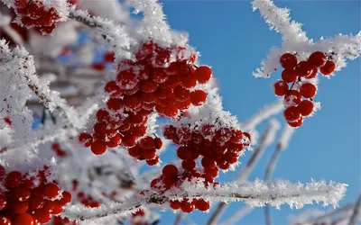 Фотографии зимних чудес: выберите формат скачивания