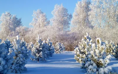 Фотографии зимних радостей в формате WebP