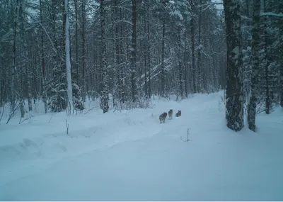 Зимняя сказка: Фото на снегу