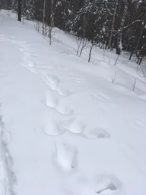 Фотокартина снежной природы