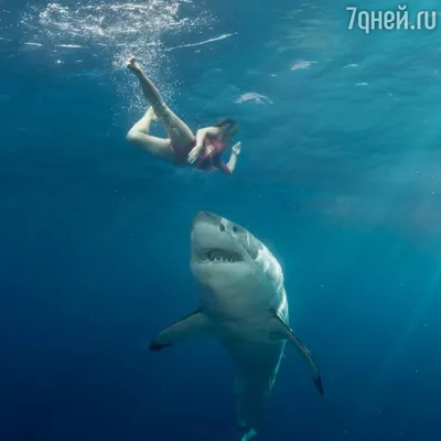 Экстремальные встречи: Акулы и человек на фотографиях