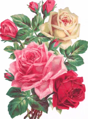 Нарисованная роза в формате jpg и размером 300x300 пикселей