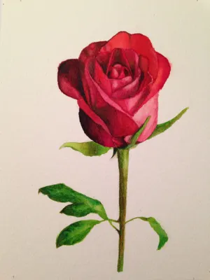 Изображение розы скачать в формате jpg или png
